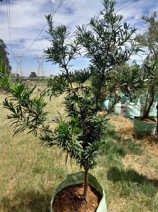 Podocarpus Falcatus 'Yellow Wood' 100L