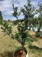 Podocarpus Falcatus 'Yellow Wood' 100L
