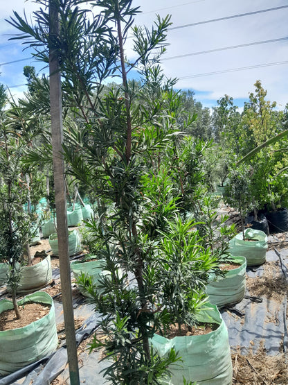 Podocarpus Falcatus 'Yellow Wood' 100L