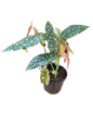 Begonia PolkaDot 17cm