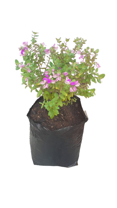 Polygala 10L