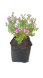 Polygala 10L