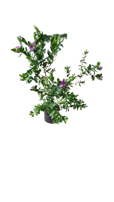 Polygala Myrtafolia 4L
