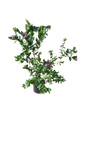 Polygala Myrtafolia 4L