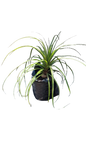 Nolina Recurvata - Ponytail Palm (Beaucarnea Recurvata) 10L