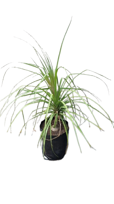 Nolina Recurvata - Ponytail Palm (Beaucarnea Recurvata) 20L