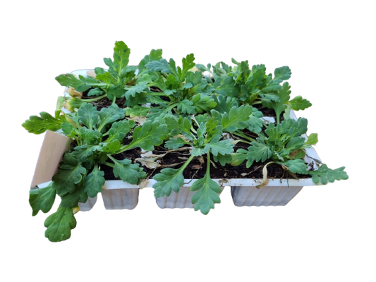 Poppy - Six Pack Seedling Tray