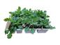 Poppy - Six Pack Seedling Tray