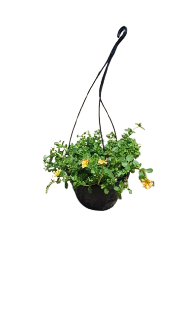 Hanging Basket Portulaca Pazzaz Various 20cm