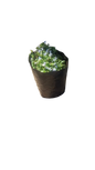 Pratia Pedunculata (Pratia Blue) - Various