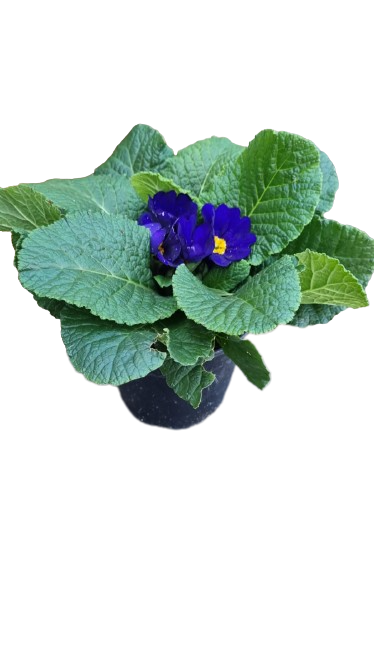 Primula Acaulis 12cm