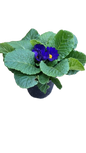 Primula Acaulis 12cm