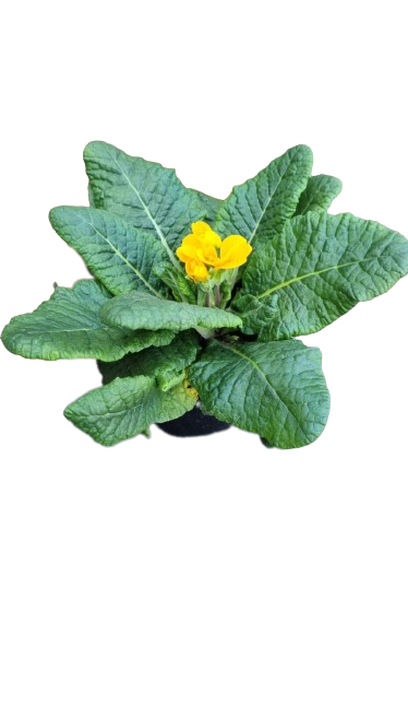 Primula Acaulis 12cm