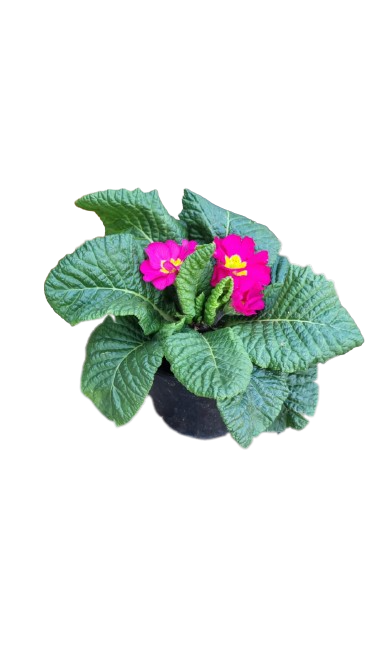 Primula Acaulis 12cm