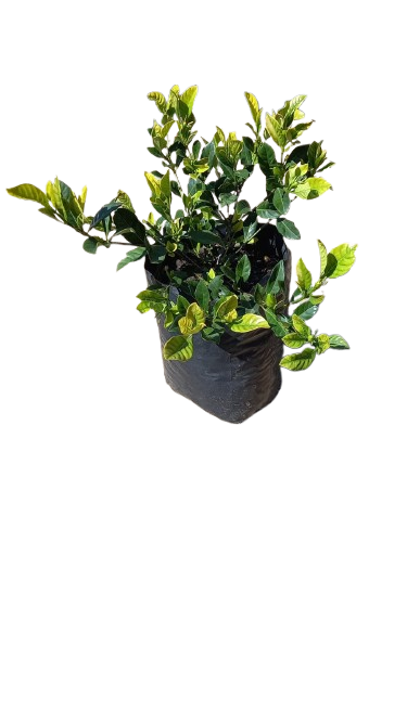 Pyrostegia Venusta Golden Shower 5L