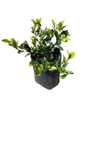Pyrostegia Venusta Golden Shower 5L