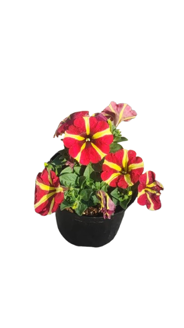 Petunia Various Colour 15cm