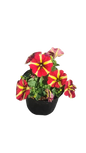 Petunia Various Colour 15cm