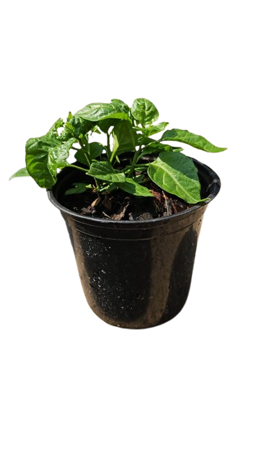 Capsicum Plant 15cm various