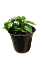 Capsicum Plant 15cm various