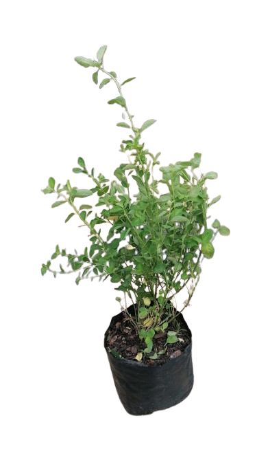 Reinwardtia Trigyna Yellow 4L