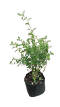 Reinwardtia Trigyna Yellow 4L