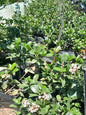 Rhapiolepis Krushea Pink 10L