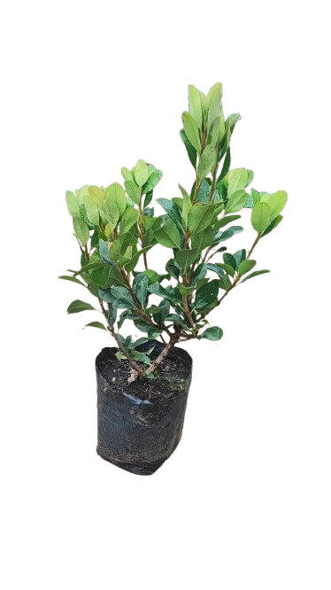 Rhaphiolepsis Delacourii Alba 5L