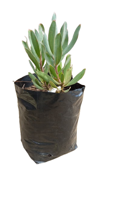 Protea Rosanne 5L (Pink/Red)