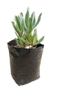 Protea Rosanne 5L (Pink/Red)
