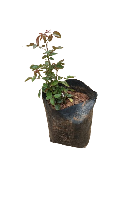 Sheila's Perfume Rose Bush 5L