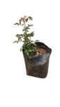 Sheila's Perfume Rose Bush 5L