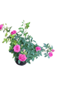 Roses miniature pot 14cm