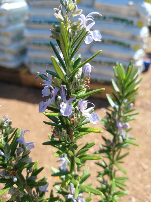 Rosemary Tuscan Blue 10L