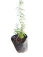 Rosemarinus (Rosemary) 2.5L