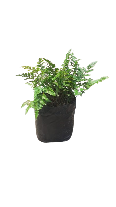 Rumohra Adiantiformis Fern 5l