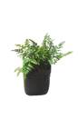 Rumohra Adiantiformis Fern 5l