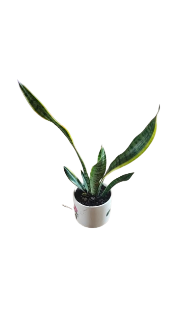 Sansevieria In Ceramic Green/Yellow Pot Various Sizes
