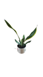 Sansevieria In Ceramic Green/Yellow Pot Various Sizes