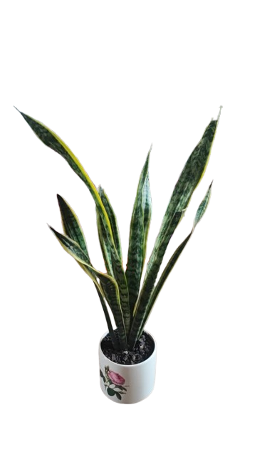 Sansevieria In Ceramic Green/Yellow Pot Various Sizes