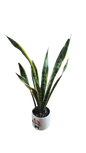 Sansevieria In Ceramic Green/Yellow Pot Various Sizes