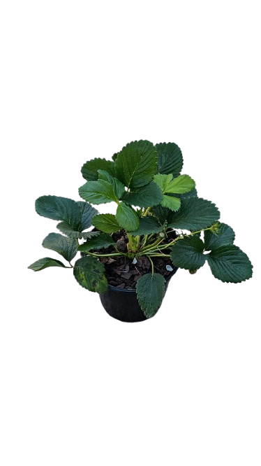 Strawberry 15cm Pot