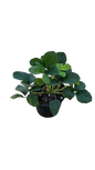 Strawberry 15cm Pot