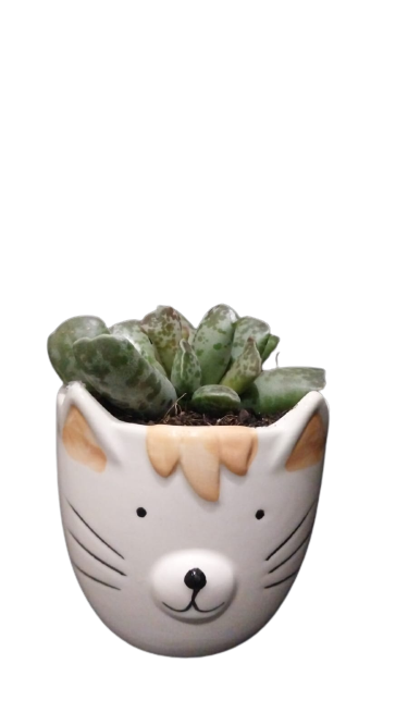 Mothers Day Cat Novelty 9cm