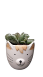 Mothers Day Cat Novelty 9cm