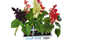 Salvia Mix -  6 Pack Seedling tray