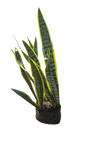 Sansevieria Green And Yellow 10L