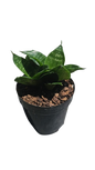 Sansevieria Hahnii 9cm (Green)