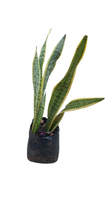 Sansevieria Trifasciata Laurentii Green/Yellow Edge 10L