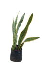 Sansevieria Trifasciata Laurentii Green/Yellow Edge 10L
